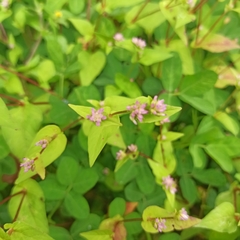 Persicaria nepalensis