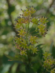 Thalictrum flavum