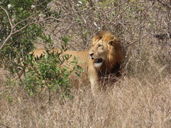 Panthera leo melanochaita