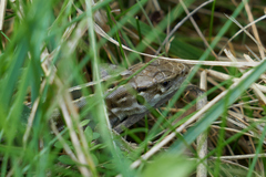 Lacerta agilis