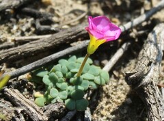 Oxalis fergusonae