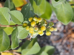 Vitex rotundifolia