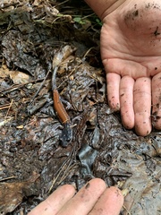 Plethodon yonahlossee