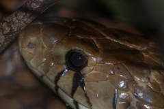 Drymarchon melanurus