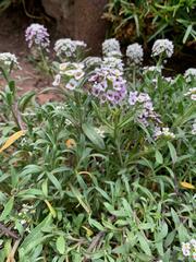 Lobularia