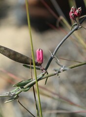 Microloma sagittatum
