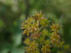 Thalictrum flavum