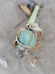 Pancratium maritimum