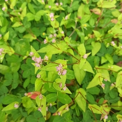 Persicaria nepalensis