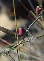 Microloma sagittatum