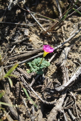 Oxalis fergusonae