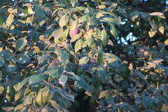 Prunus domestica