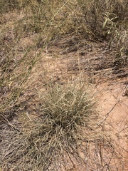 Bouteloua trifida