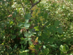 Thalictrum flavum
