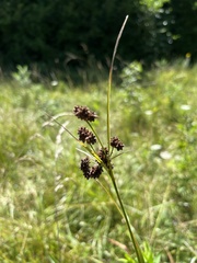 Scirpus atrovirens