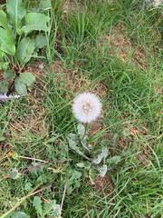 Taraxacum erythrospermum