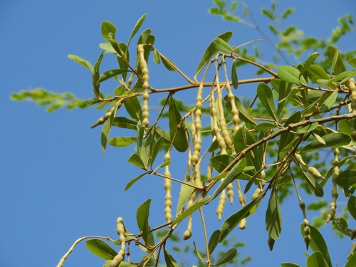 Image of Quadrella indica by (c) Francisco Farriols Sarabia, some rights reserved (CC BY)