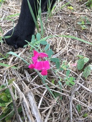 Lathyrus tuberosus