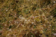 Cuscuta epithymum