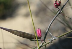 Microloma sagittatum