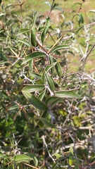 Berberis chilensis