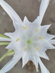 Pancratium maritimum