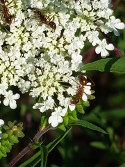 Formica pallidefulva