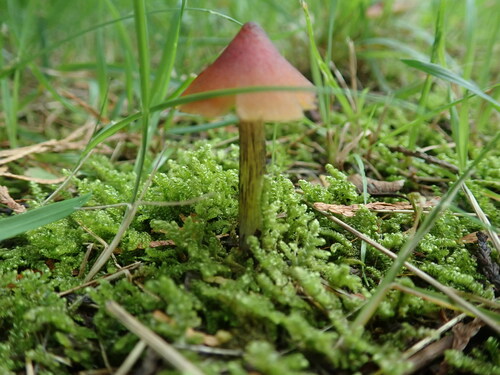 Hygrocybe conica