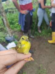 Myiothlypis chlorophrys