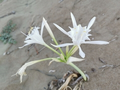 Pancratium maritimum