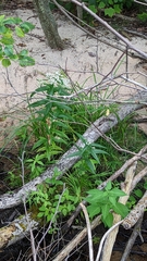 Eupatorium perfoliatum