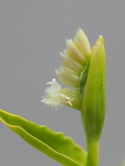 Thuarea involuta