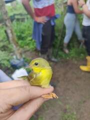 Myiothlypis chlorophrys