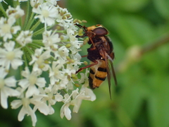 Volucella inanis