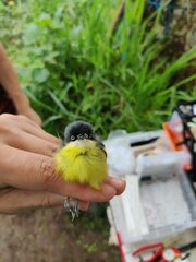 Todirostrum cinereum