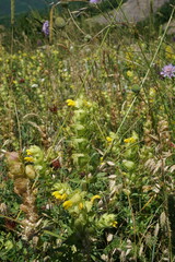 Rhinanthus serotinus aestivalis
