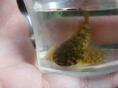 Cottus