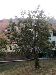 Magnoliopsida