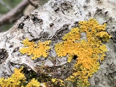 Polycauliona polycarpa