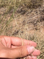 Bouteloua trifida