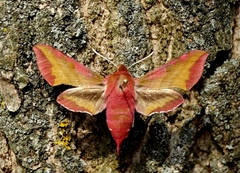 Deilephila porcellus