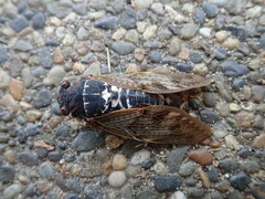 Graptopsaltria nigrofuscata