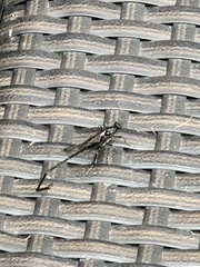 Pelecinus polyturator