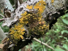 Polycauliona polycarpa