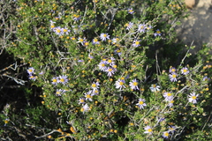 Felicia filifolia