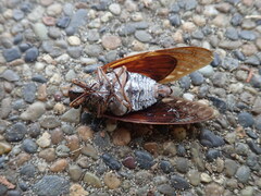 Graptopsaltria nigrofuscata