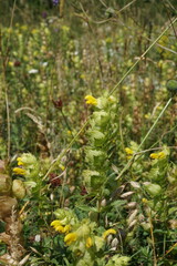Rhinanthus serotinus aestivalis