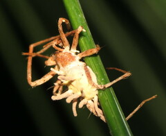 Gibellula