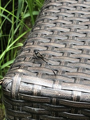 Pelecinus polyturator