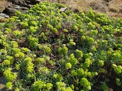 Crithmum maritimum